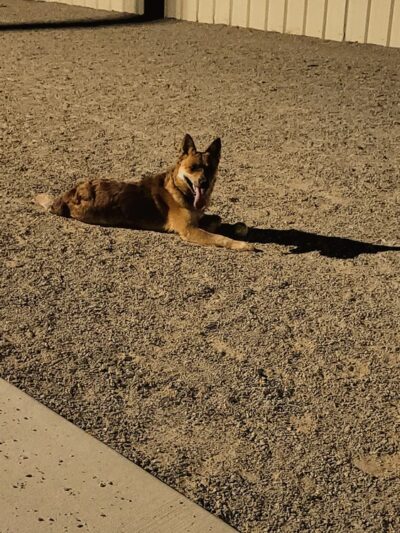 Foxboro Dog Park - Woods Cross, UT