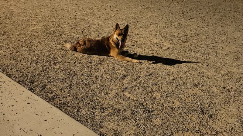 Foxboro Dog Park - Woods Cross, UT