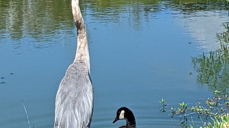 Woodsboro Park - Woodsboro, MD