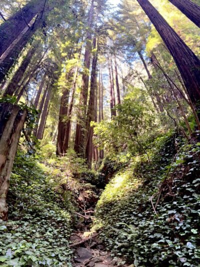 Bridle Trailhead - Woodside, CA