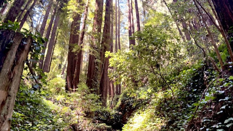 Bridle Trailhead - Woodside, CA