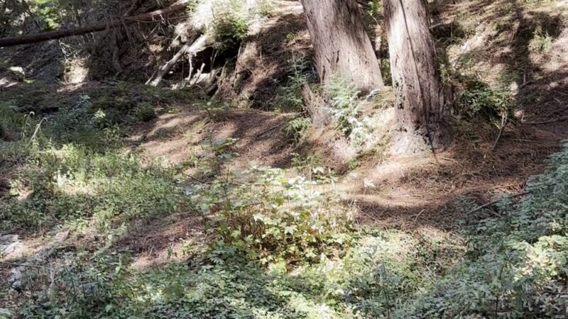 Bridle Trailhead - Woodside, CA