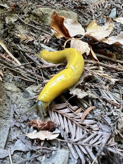 Bridle Trailhead - Woodside, CA
