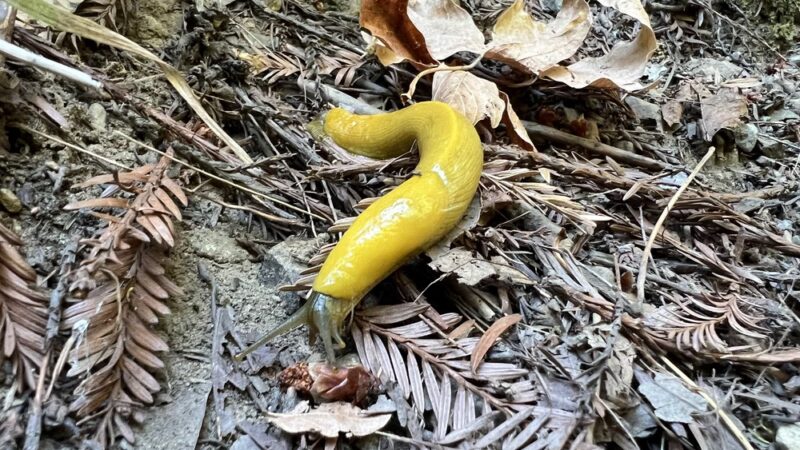 Bridle Trailhead - Woodside, CA