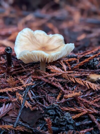 Bridle Trailhead - Woodside, CA