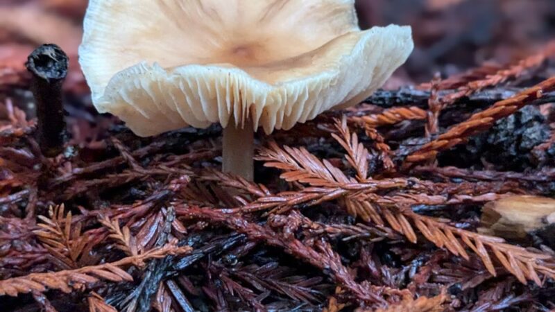 Bridle Trailhead - Woodside, CA