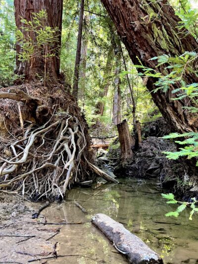 Bridle Trailhead - Woodside, CA