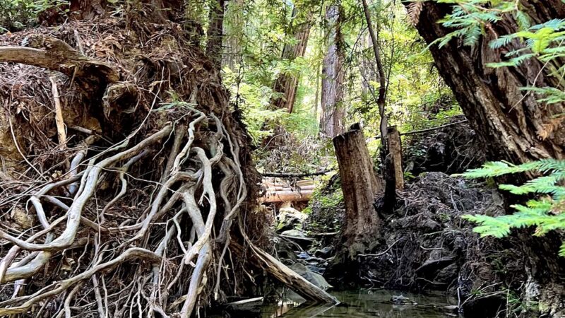 Bridle Trailhead - Woodside, CA