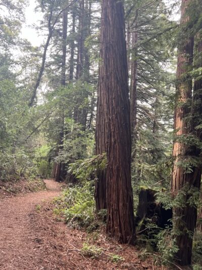 Huddart Park - Woodside, CA