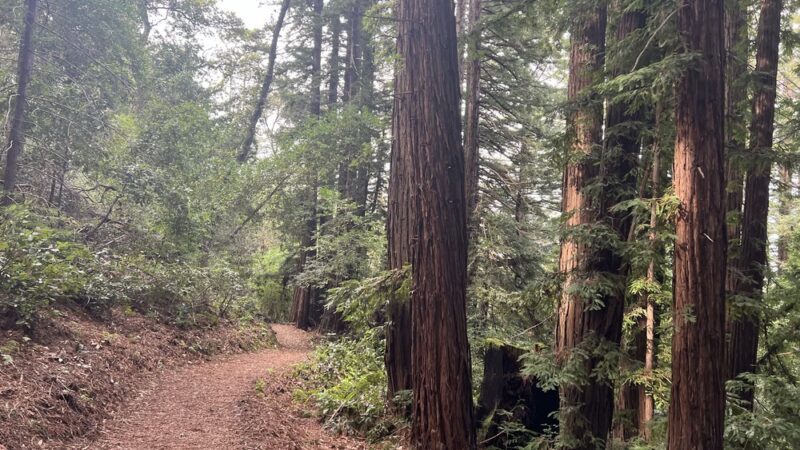 Huddart Park - Woodside, CA