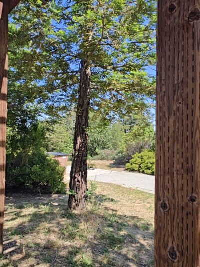 Huddart Park - Woodside, CA