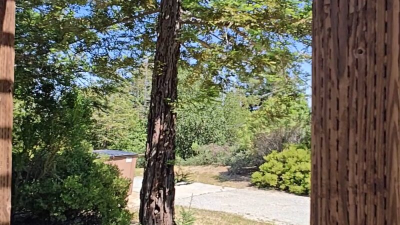 Huddart Park - Woodside, CA