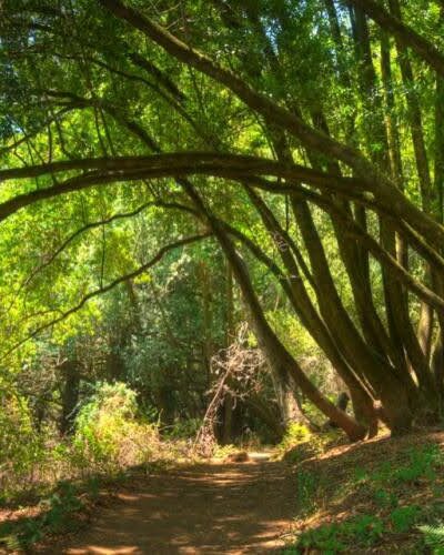 Huddart Park - Woodside, CA