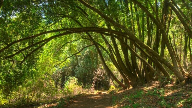 Huddart Park - Woodside, CA