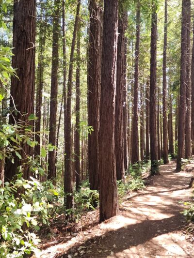 Huddart Park - Woodside, CA