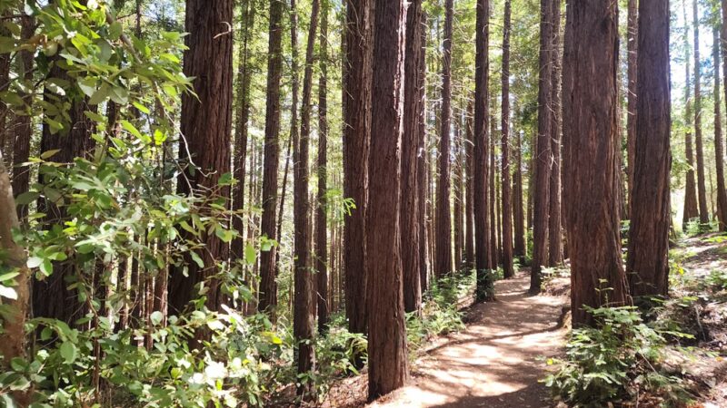 Huddart Park - Woodside, CA