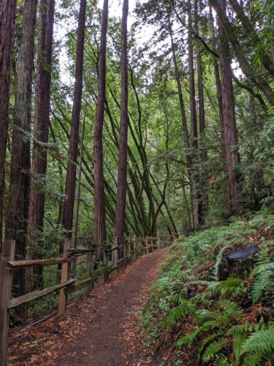 Huddart Park - Woodside, CA