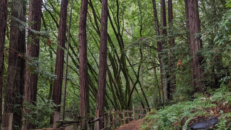 Huddart Park - Woodside, CA