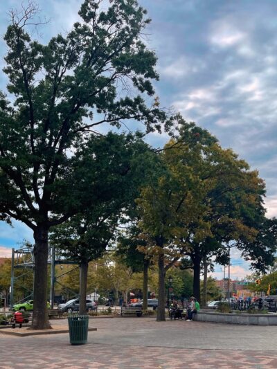 Pigeon Paradise - Woodside, NY