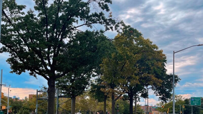 Pigeon Paradise - Woodside, NY