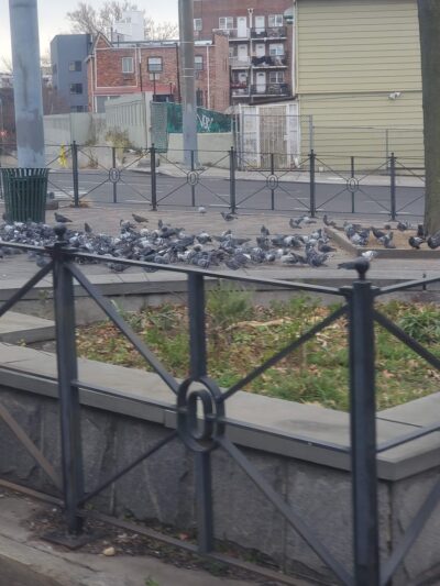 Pigeon Paradise - Woodside, NY