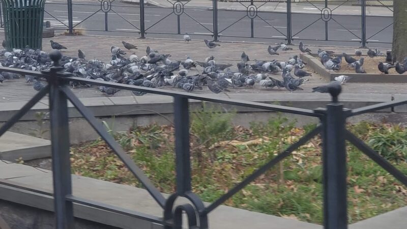 Pigeon Paradise - Woodside, NY