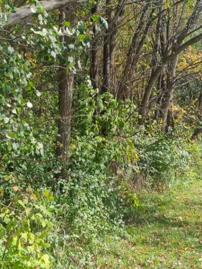Dufield Pond Conservation Area - Woodstock, IL