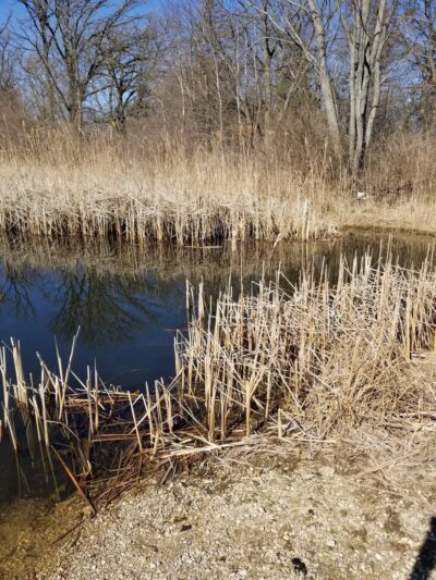 Dufield Pond Conservation Area - Woodstock, IL