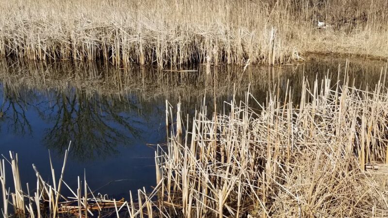 Dufield Pond Conservation Area - Woodstock, IL