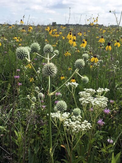 Kishwaukee Headwaters Conservation Area - Woodstock, IL