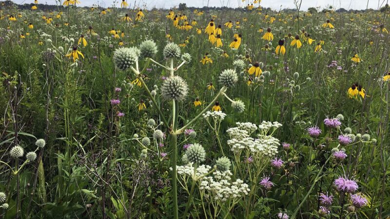 Kishwaukee Headwaters Conservation Area - Woodstock, IL