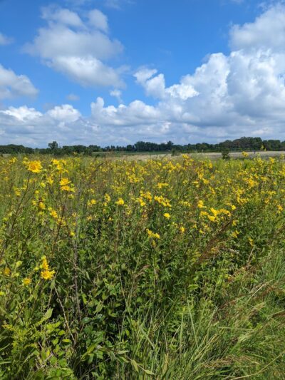 Kishwaukee Headwaters Conservation Area - Woodstock, IL