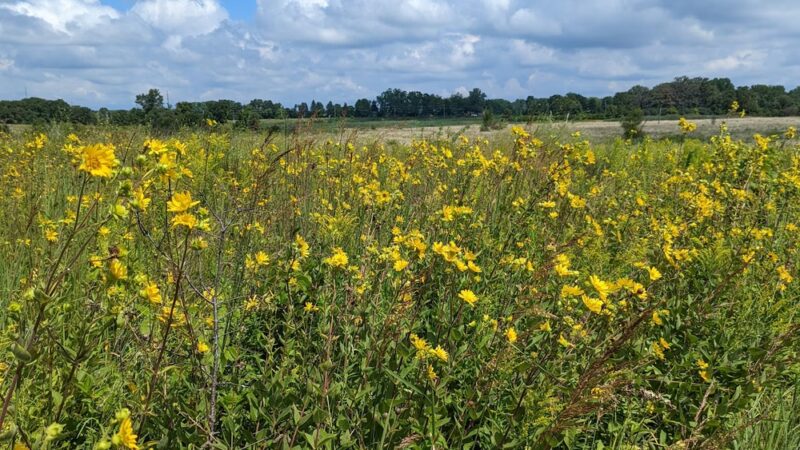 Kishwaukee Headwaters Conservation Area - Woodstock, IL