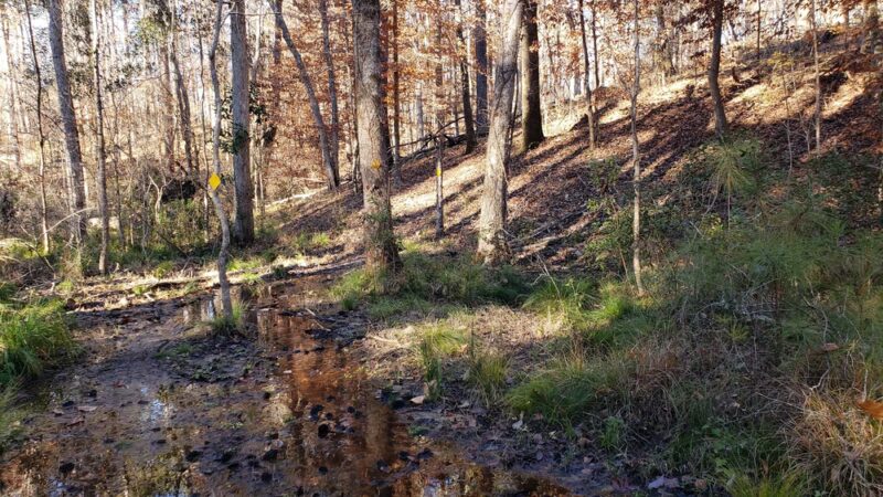 Wild Azalea Trailhead Twin Bridges Road - Woodworth, LA