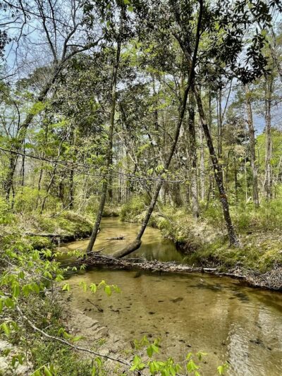 Wild Azalea Trailhead Twin Bridges Road - Woodworth, LA
