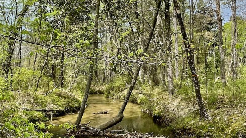 Wild Azalea Trailhead Twin Bridges Road - Woodworth, LA