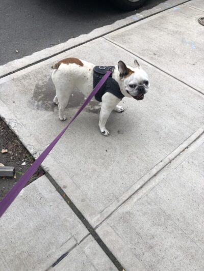 Woof Walkies Dog Walking & Pet Care Services - ,