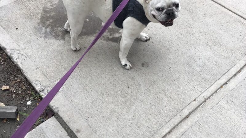 Woof Walkies Dog Walking & Pet Care Services - ,