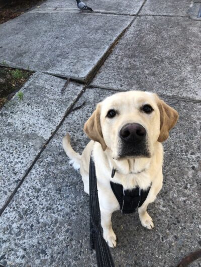 Woof Walkies Dog Walking & Pet Care Services - ,