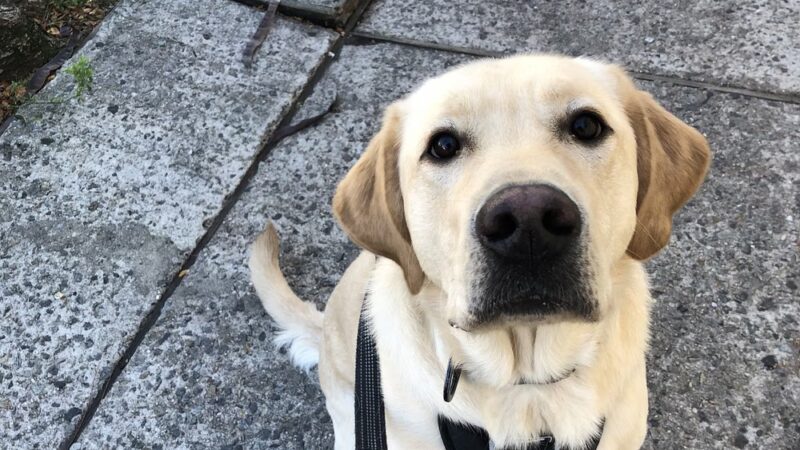 Woof Walkies Dog Walking & Pet Care Services - ,