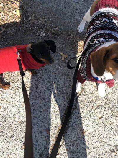 Woof Walkies Dog Walking & Pet Care Services - ,