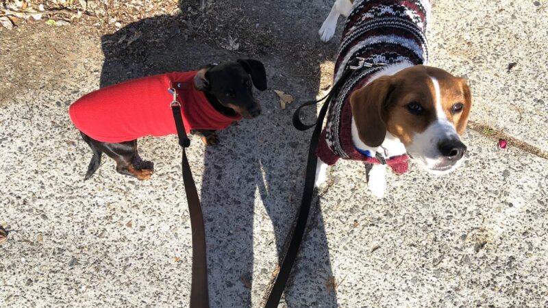 Woof Walkies Dog Walking & Pet Care Services - ,