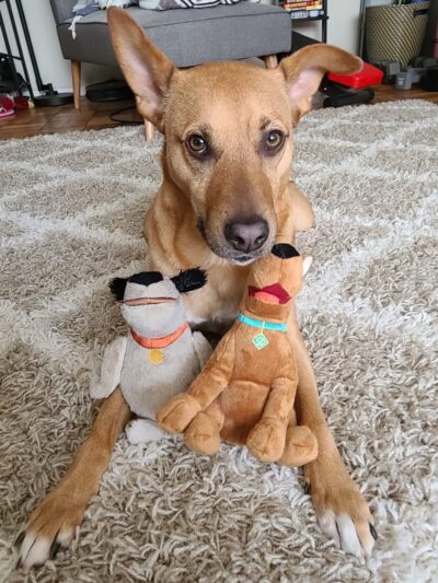 Woof Walkies Dog Walking & Pet Care Services - ,