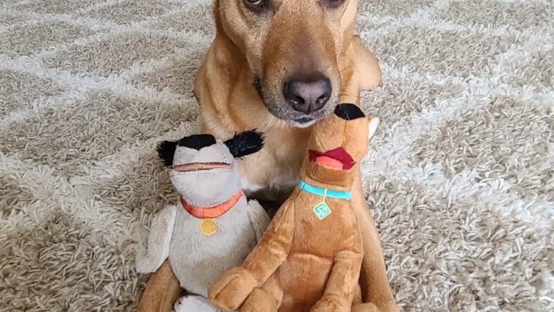 Woof Walkies Dog Walking & Pet Care Services - ,