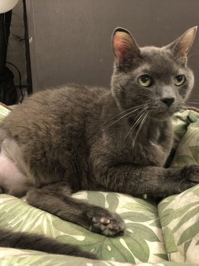 Woof Walkies Dog Walking & Pet Care Services - ,