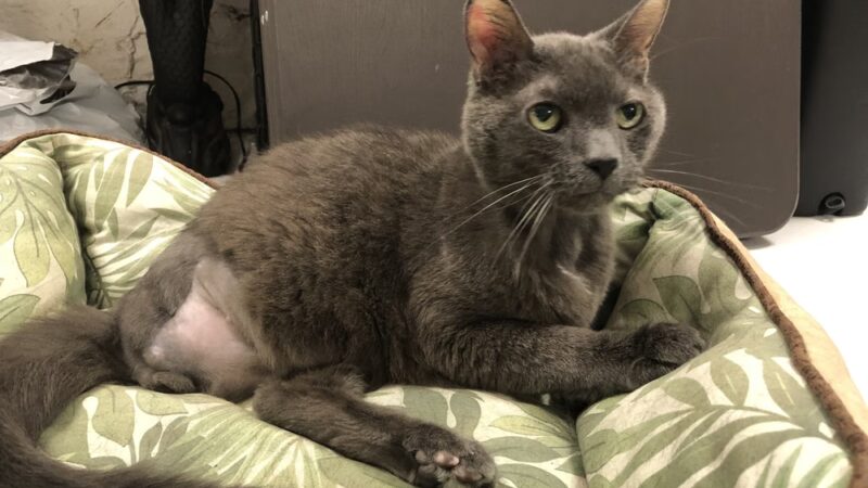 Woof Walkies Dog Walking & Pet Care Services - ,