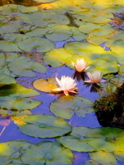 The Gardens of Wyckoff - Wyckoff, NJ