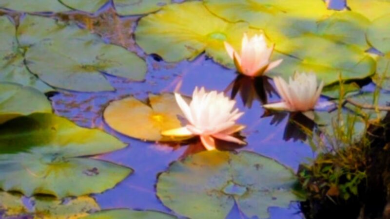 The Gardens of Wyckoff - Wyckoff, NJ