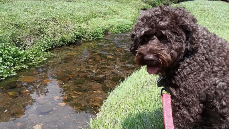 Wyckoff Community Park - Wyckoff, NJ