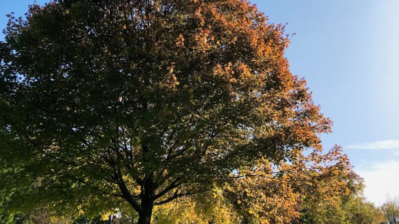 Wyckoff Community Park - Wyckoff, NJ